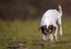gastritis in dogs