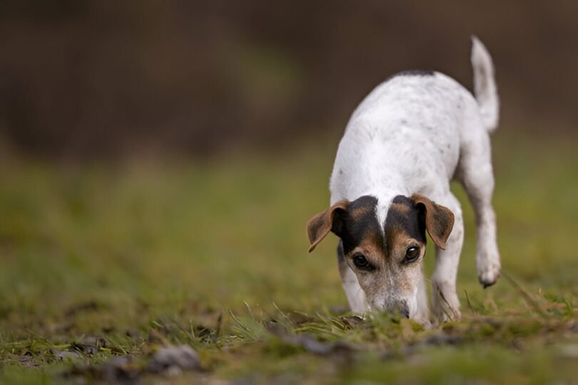 gastritis in dogs