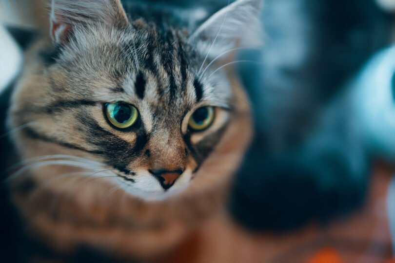 Portrait of striped cat.