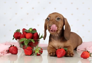 dogs eat strawberries