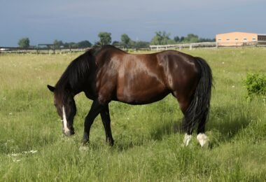 overweight horse management