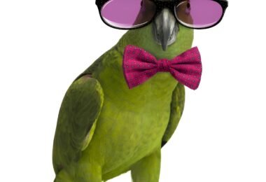 rare bird clothing