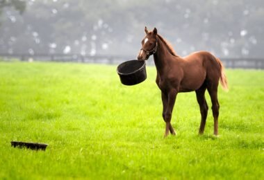 horse feeding guide