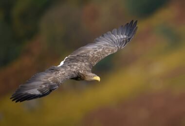 Are Birds Mammals