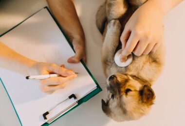 pet care tips 2025